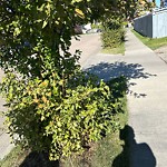 Overgrown Trees - Public Property at 6024 4 Avenue SW