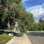 Overgrown Trees - Public Property at 11405 132 Street NW