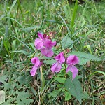 Noxious Weeds - Public Property at 103 Clareview Rd Nw, Edmonton T5 A 3 Y4