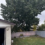 Overgrown Trees - Public Property at 12120 152 C Avenue NW