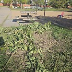 Tree/Branch Damage - Public Property at 1021 Wedgewood Boulevard NW