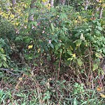 Noxious Weeds - Public Property at 3940 47 Street NW