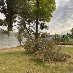 Tree/Branch Damage - Public Property at 620 Lee Ridge Road NW