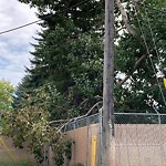 Tree/Branch Damage - Public Property at 16610 Stony Plain Road NW