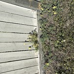 Noxious Weeds - Public Property at 3681 Westcliff Way SW