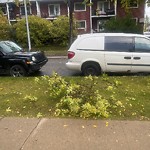 Tree/Branch Damage - Public Property at 10185 115 Street NW