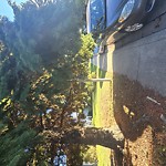 Tree/Branch Damage - Public Property at 4027 120 St NW