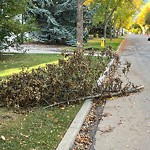 Tree/Branch Damage - Public Property at 10446 133 Street NW