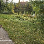 Tree/Branch Damage - Public Property at 17716 87 Street NW