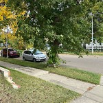 Overgrown Trees - Public Property at 3802 Ada Boulevard NW