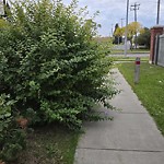 Overgrown Trees - Public Property at 5043 Dewolf Road NW