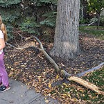 Tree/Branch Damage - Public Property at 10531 140 St NW