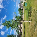 Tree/Branch Damage - Public Property at Haddow Park, 2111 Haddow Dr Nw, Edmonton T6 R 0 W6