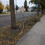 Tree/Branch Damage - Public Property at 10905 135 Street NW