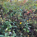 Noxious Weeds - Public Property at 3943 47 Street NW