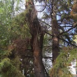 Tree/Branch Damage - Public Property at N53.50 E113.51