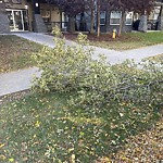 Tree/Branch Damage - Public Property at 9927 79 Avenue NW