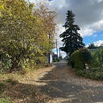 Overgrown Trees - Public Property at 9303 98 Street NW