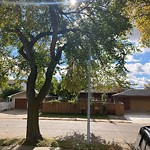 Overgrown Trees - Public Property at 4644 113 Avenue NW