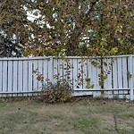 Overgrown Trees - Public Property at 16507 98 St NW