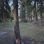 Tree/Branch Damage - Public Property at 10440 University Avenue NW