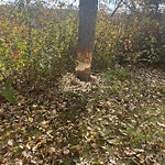 Tree/Branch Damage - Public Property at 9565 Grierson Hill NW