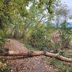 Shared Use Path - Walk/Bike/Run/Scoot/Blade at 10229 88 St Nw, Edmonton T5 H 1 P4