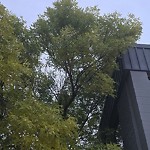 Overgrown Trees - Public Property at 4133 98 St NW