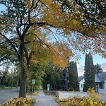 Tree/Branch Damage - Public Property at 11411 122 Street NW