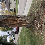 Tree/Branch Damage - Public Property at 7126 108 St Nw, Edmonton T6 E 6 P7