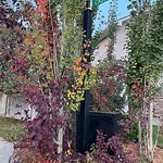 Overgrown Trees - Public Property at 18206 107 A Street NW