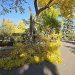 Tree/Branch Damage - Public Property at 48 St George's Crescent NW