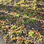 Noxious Weeds - Public Property at N53.53 E113.67