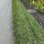 Park Grass Maintenance at 1675 Toane Wynd NW