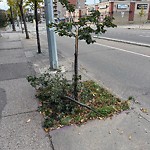 Tree/Branch Damage - Public Property at 10164 108 Street NW