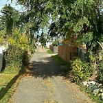 Overgrown Trees - Public Property at 11616 46 Avenue NW