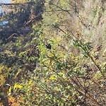 Noxious Weeds - Public Property at Whitemud Ravine Nature Reserve