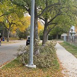 Tree/Branch Damage - Public Property at 11120 68 Avenue NW