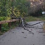 Tree/Branch Damage - Public Property at 5107 110 Avenue NW