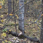 Tree/Branch Damage - Public Property at 501 Butchart Drive NW