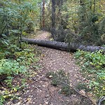 Tree/Branch Damage - Public Property at 355 Hemingway Road NW