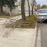 Tree/Branch Damage - Public Property at 10817 109 Avenue NW