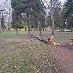 Tree/Branch Damage - Public Property at N53.55 E113.39