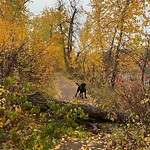 Tree/Branch Damage - Public Property at 13210 Buena Vista Road NW