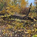 Tree/Branch Damage - Public Property at 13210 Buena Vista Road NW