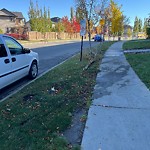 Tree/Branch Damage - Public Property at 7323 South Terwillegar Drive NW