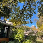 Overgrown Trees - Public Property at 10278 89 Street NW