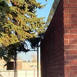 Overgrown Trees - Public Property at 10941 161 Street NW