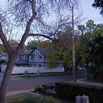 Tree/Branch Damage - Public Property at 8720 101 Street NW