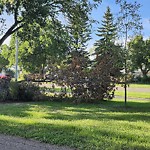 Tree/Branch Damage - Public Property at 14528 106 A Avenue NW